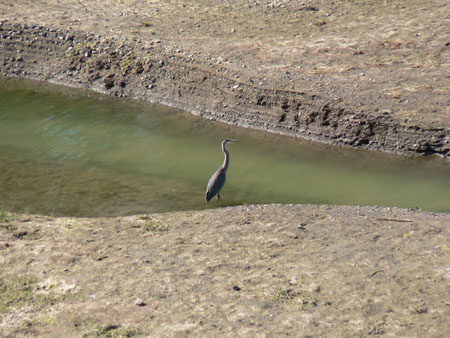 Crane 