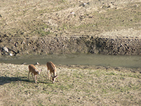 Deer 