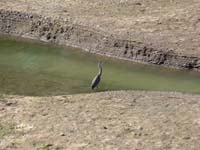 Crane 