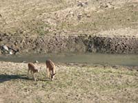 Deer 