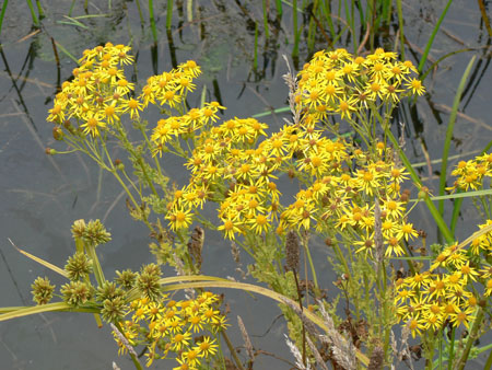 Flowers 2 