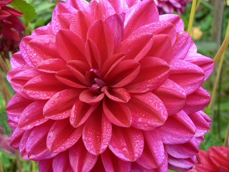 Flowers 3 
