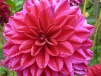 Flowers 3 