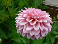 flowers 1
