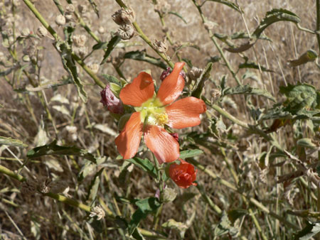 desert flower 
