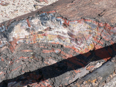 petrified wood 1 