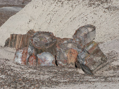 petrified wood 2 