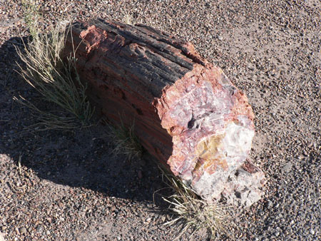 petrified wood 3 