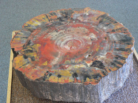 petrified wood 5 