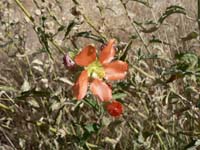 desert flower 