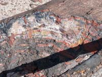 petrified wood 1 
