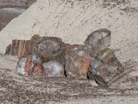 petrified wood 2 