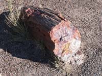 petrified wood 3 