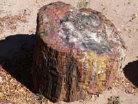 petrified wood 4 