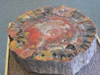 petrified wood 5 