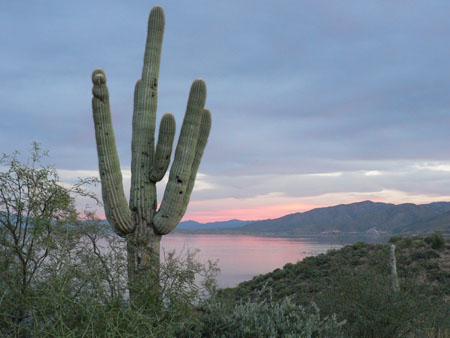 catcus 1 