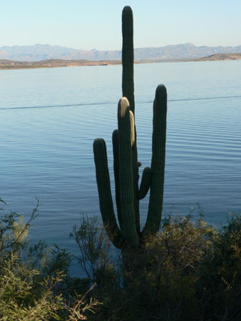 catcus 2 