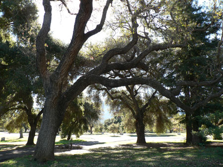Robin Hood trees 