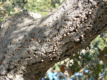acorns 1 
