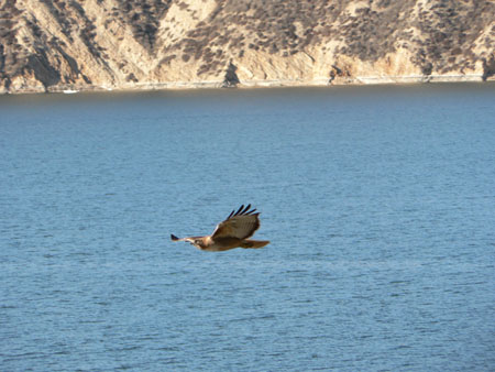 bird 1 