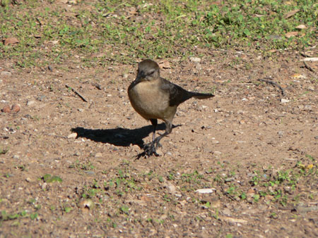 bird 2 