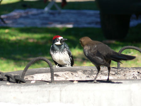 bird 3 