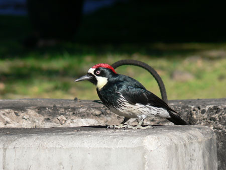 bird 4 
