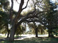 Robin Hood trees 