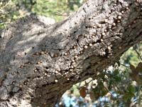 acorns 1 