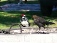 bird 3 