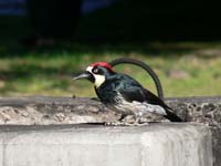 bird 4 