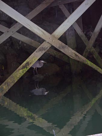 012-Heron