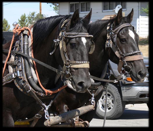 003ParadeBlackHorses